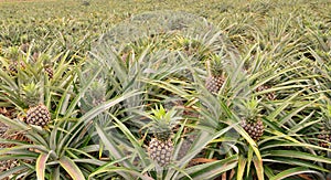 Pineapple Ananas comosus