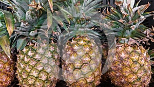 Pineapple Ananas comosus