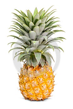 Pineapple Ananas comosus fruit