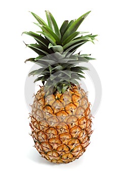 Pineapple, ananas comosus, Fruit against White Background