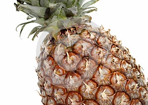 Pineapple, ananas comosus, Fruit against White Background