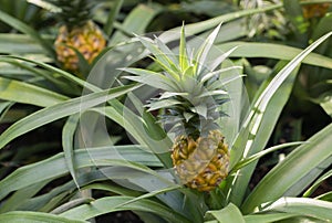 Pineapple, Ananas comosus, growing on plant