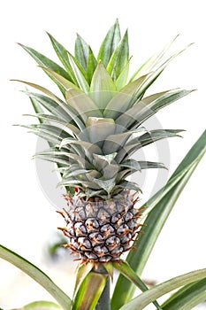 Pineapple Ananas comosus on its parent plant