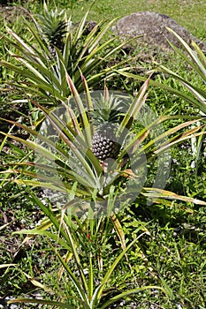 Pineapple (Ananas comosus) in natural habitat photo