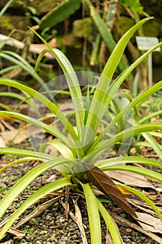 Pineapple or Ananas Comosus plant in Zurich in Switzerland