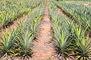 Pineapple Ananas comosus plantation