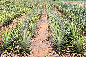 Pineapple Ananas comosus plantation photo