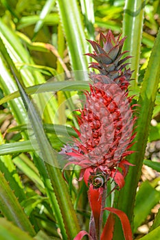 The Pineapple ananas comosus tropical fruit at Mckee Botanical Garden, Vero Beach, Indian River County, Florida, USA