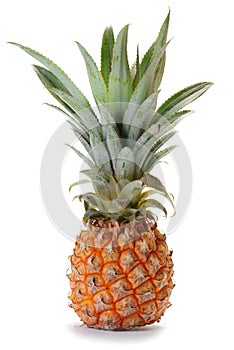 Pineapple ananas fruit