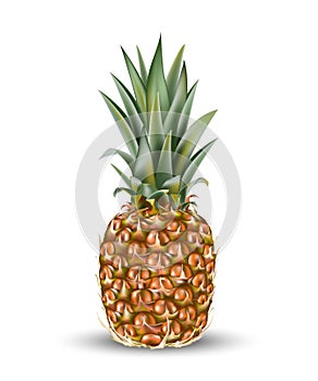 Pineapple ananas fruit for fresh juice. 3d realistic yellow, green, brown ripe pineapple isolated on white background for