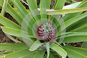 Pineapple, Ananas, growing on plant.