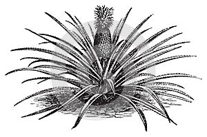 Pineapple, ananassa sativa or ananas comosus old vintage engraving