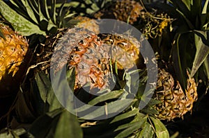 Pineapple background, close-up of whole ananas fruits at Zay Cho Market in Mandalay, Myanmar