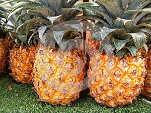 Pineapple background, lots of ripe yellow pineapples