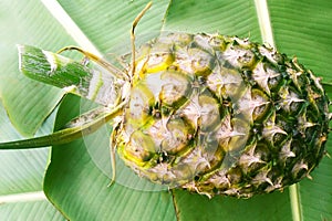 Pineapple is on banana leaf