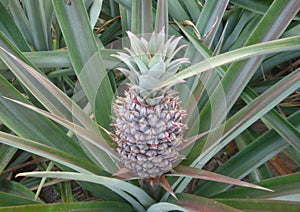 Pineapple is a biennial plant that originated from South America.