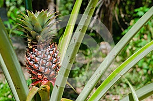 Pineapple or botanical name is Ananas Comosus Growth In Natural Garden is Ready to Harvest.