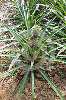 Pineapple bush with large ripe fruit on a pineapple plantation in Thailand