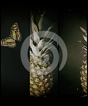 pineapple and butterfly on a black background.