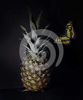 pineapple and butterfly on a black background.
