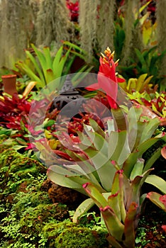 Pineapple color has some parts that have bloomed, but there are also some that are not bloom.