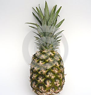 Pineapple, comosus, sativus