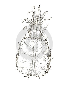 Pineapple, cut half. Tropical exotic fruit, vintage retro drawing. Ananas, handdrawn sketch, woodcut engraving, etching