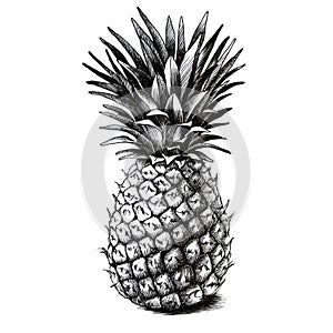 Pineapple drawing