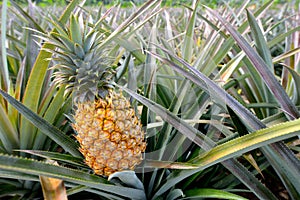 Pineapple farm photo