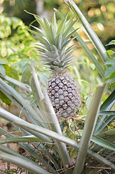 Pineapple in the farm