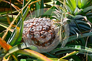 Pineapple in Farm Field