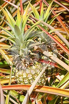 Pineapple in Farm Field