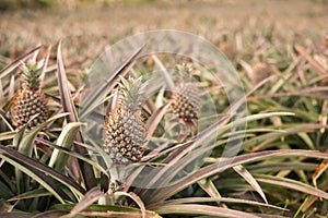 Pineapple farm