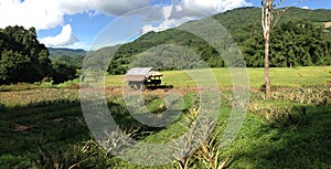 Pineapple farm panorama