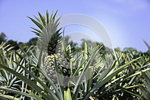 Pineapple farm