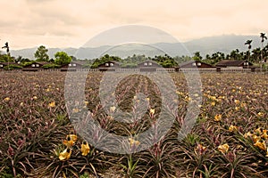 Pineapple Farms,Taiwan