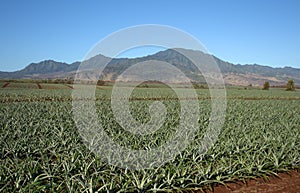 Pineapple field landscape Hawaii