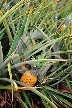 Pineapple fields in central Oahu Hawaii