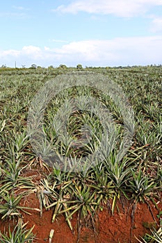 Pineapple field in Costa Rica photo