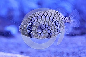 Pineapple fish swimming in the sea