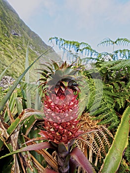 Pineapple on Flores Island