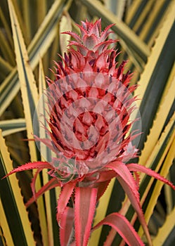 Pineapple flower