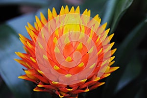 Pineapple flower