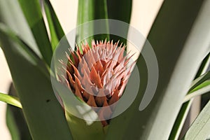 Pineapple flower