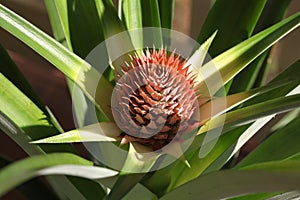 Pineapple flower