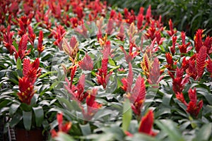 Pineapple Flowers