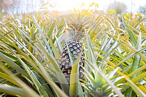 Pineapple fresh fruit ,organic are agriculture harvest for health and produce for food industry.