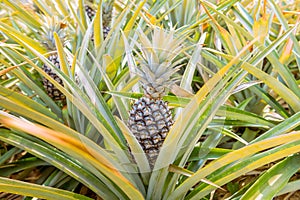 Pineapple fresh fruit ,organic are agriculture harvest for health and produce for food industry.