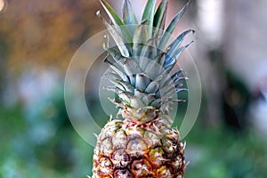 Pineapple