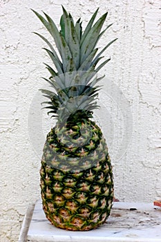 Pineapple fruit, Ananas comosus